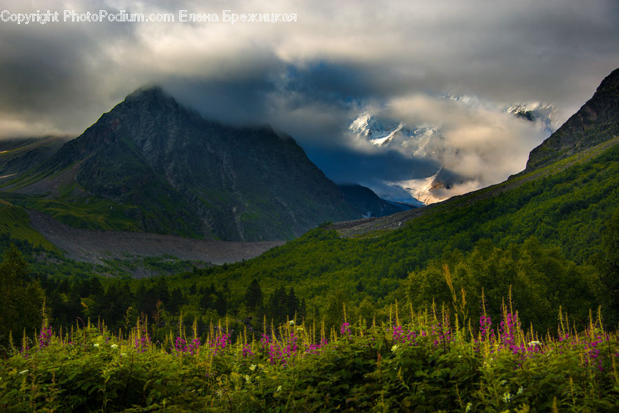 Mountain, Mountain Range, Outdoors, Blossom, Flora, Flower, Plant