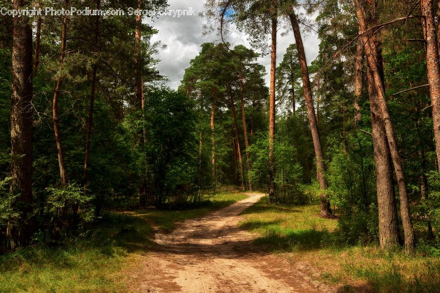 Dirt Road, Gravel, Road, Forest, Vegetation, Jungle, Rainforest