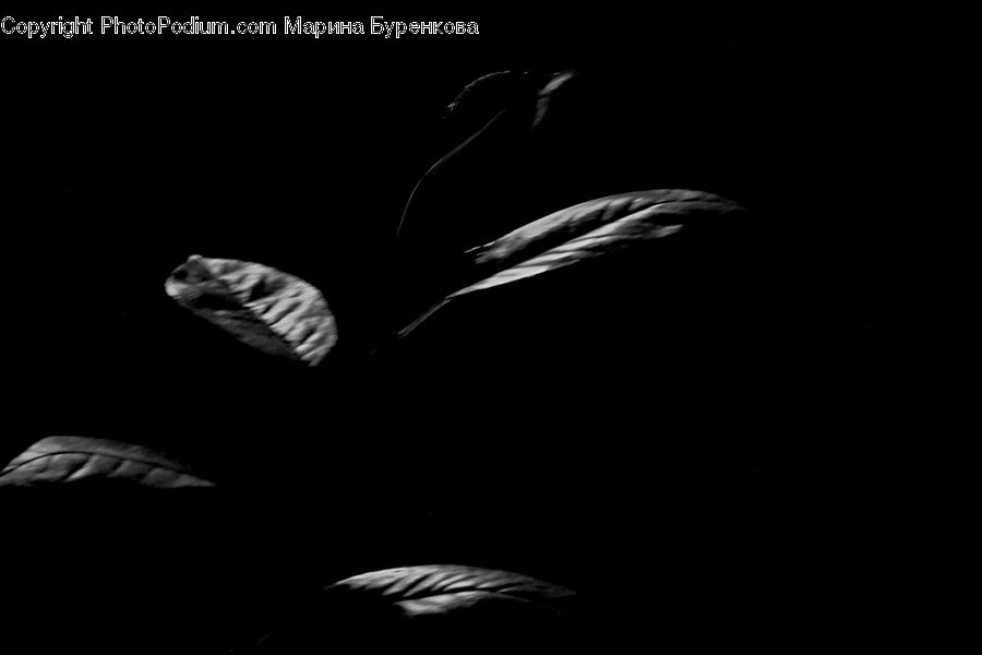 Acanthaceae, Annonaceae, Blossom, Flora, Plant, Fireworks, Night