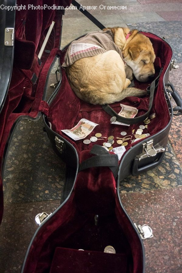 Luggage, Suitcase, Animal, Canine, Dog, Mammal, Pet