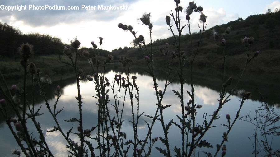 Bush, Plant, Vegetation, Land, Marsh, Pond, Swamp