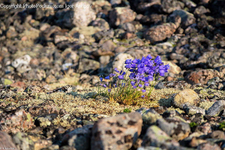 Blossom, Crocus, Flora, Flower, Plant, Lizard, Reptile