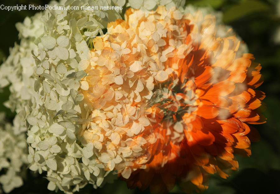 Blossom, Flora, Flower, Plant, Petal, Gladiolus, Geranium
