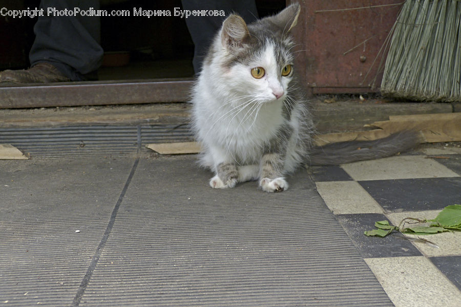 Animal, Cat, Kitten, Mammal, Pet, Asphalt, Tarmac