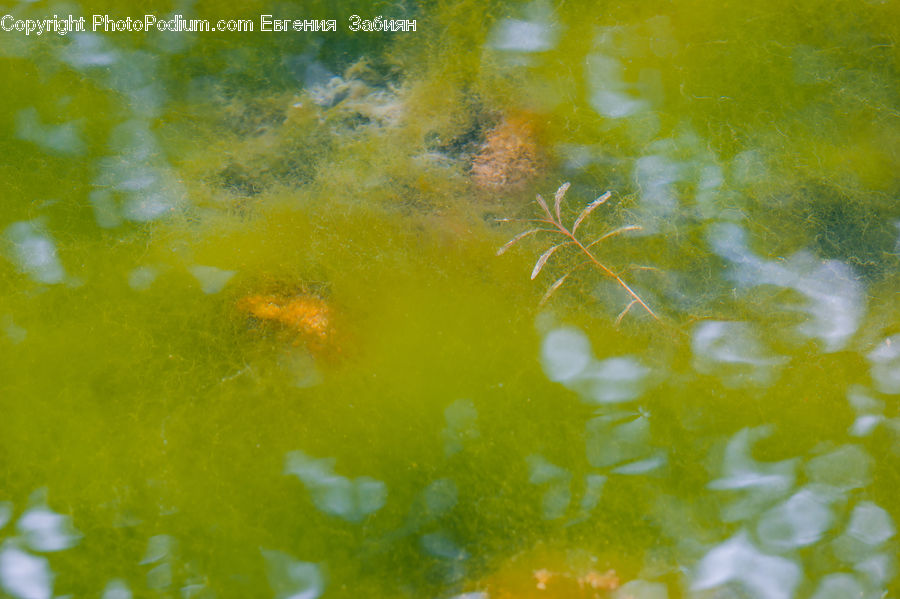 Algae, Blossom, Flora, Flower, Plant, Field, Grass