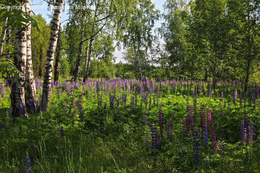 Birch, Tree, Wood, Flower, Lupin, Plant, Blossom