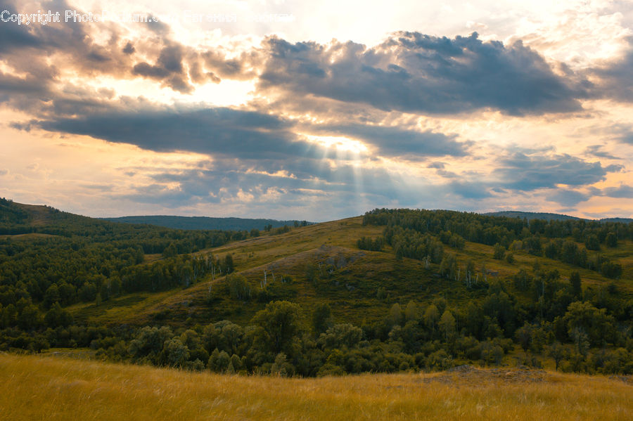 Field, Grass, Grassland, Land, Outdoors, Countryside, Hill