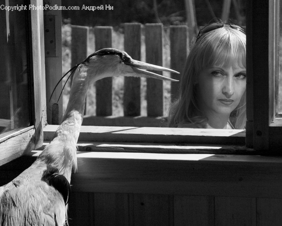 People, Person, Human, Portrait, Animal, Canine