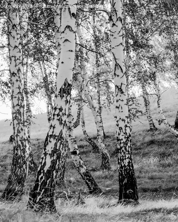 Birch, Tree, Wood, Forest, Vegetation, Plant, Grove