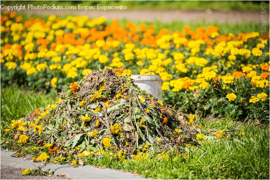 Blossom, Flora, Flower, Plant, Treasure Flower, Herbal, Herbs