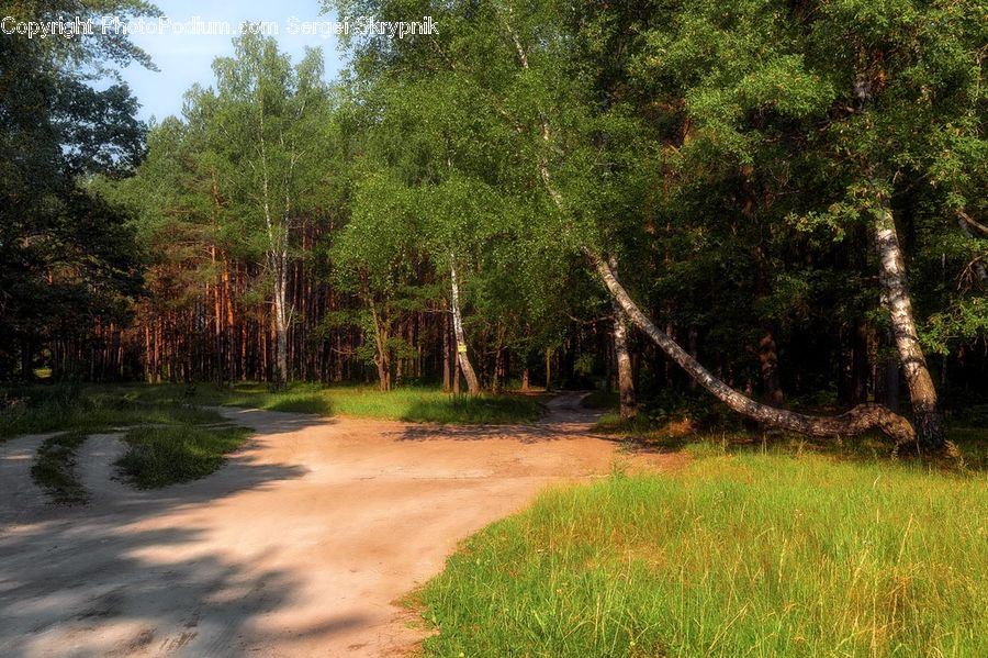 Dirt Road, Gravel, Road, Forest, Vegetation, Conifer, Fir