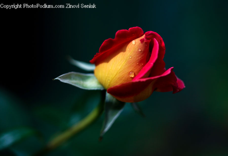 Blossom, Flower, Plant, Rose, Flora, Carnation, Petal