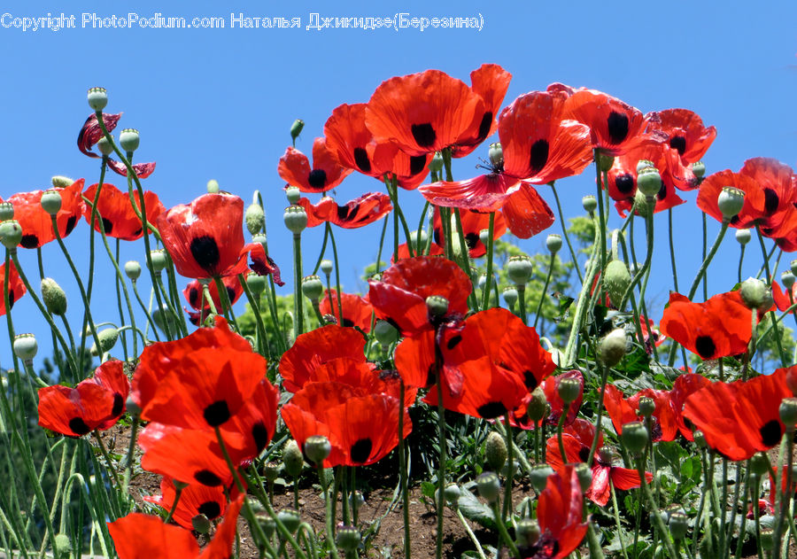 Blossom, Flora, Flower, Plant, Poppy, Tulip, Gladiolus