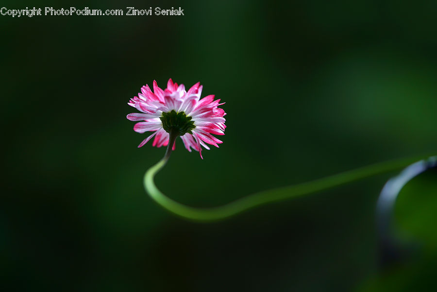 Blossom, Flora, Flower, Plant, Dandelion, Daisies, Daisy