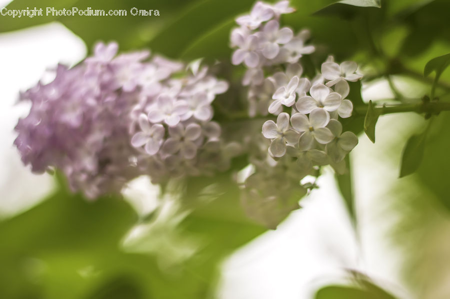 Blossom, Flower, Lilac, Plant, Flora, Geranium, Cherry Blossom