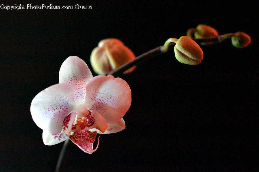 Blossom, Flora, Flower, Petal, Plant, Orchid, Food