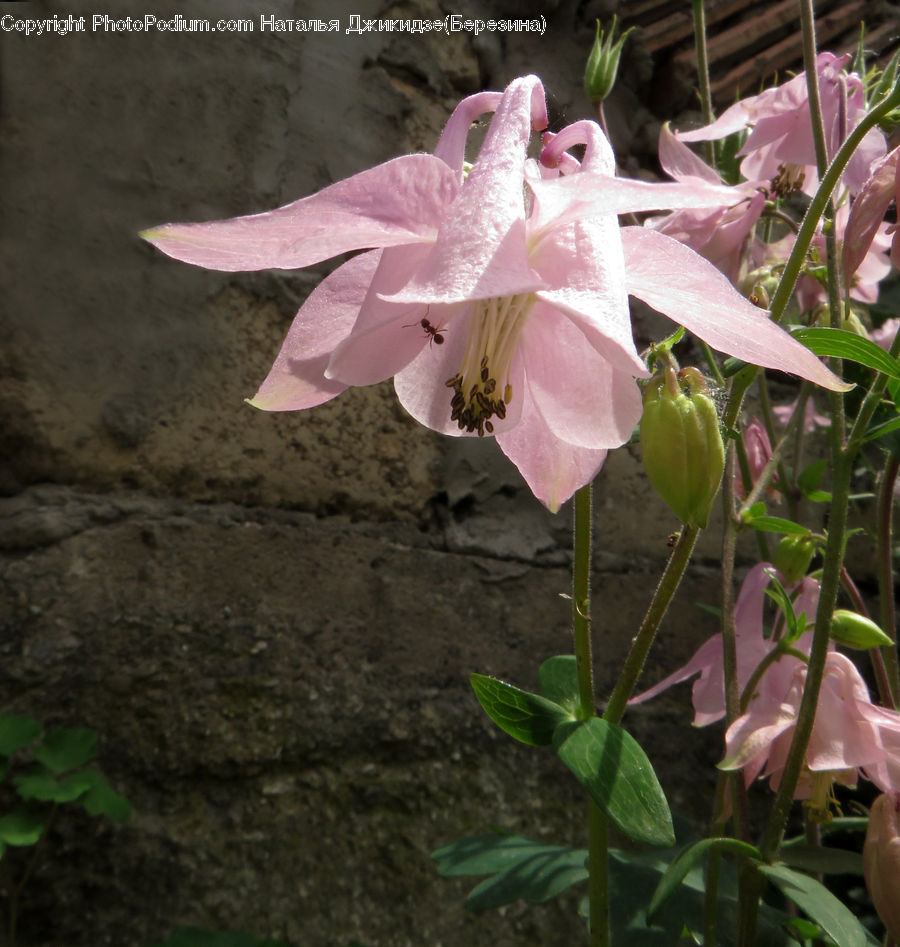 Flora, Flower, Gladiolus, Plant, Anthurium, Blossom, Aquilegia