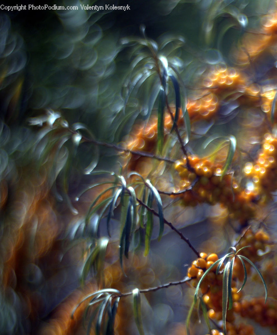 Conifer, Fir, Plant, Tree, Light, Fractal, Blossom