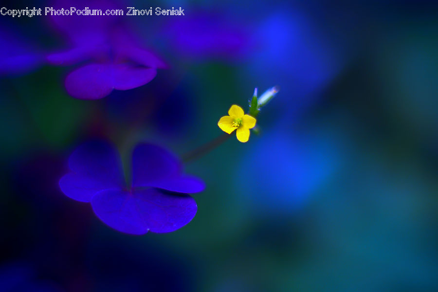 Blossom, Flora, Flower, Geranium, Plant, Fiber, Flax
