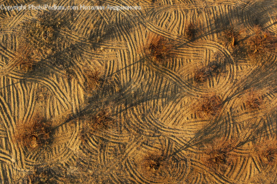 Alcyonacea, Brain Coral, Coral Reef, Invertebrate, Reef, Sea Life, Hardwood