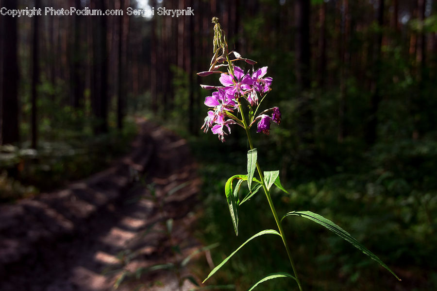 Blossom, Flora, Flower, Orchid, Plant, Geranium, Aquilegia