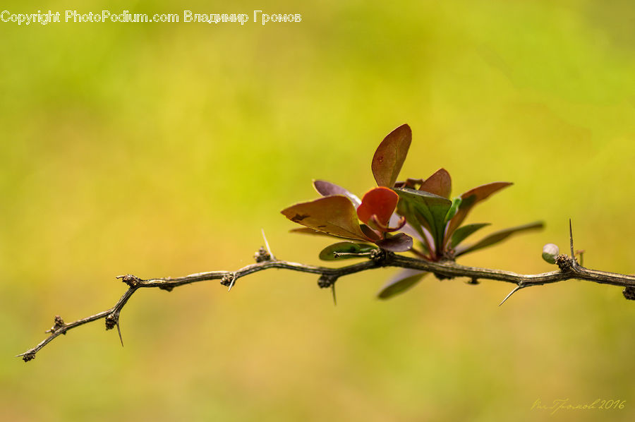 Bud, Plant, Blossom, Flora, Flower, Geranium, Conifer