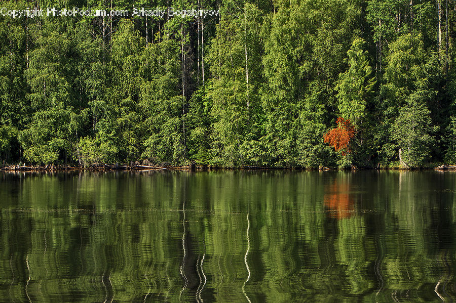 Outdoors, Pond, Water, Forest, Vegetation, Jungle, Rainforest