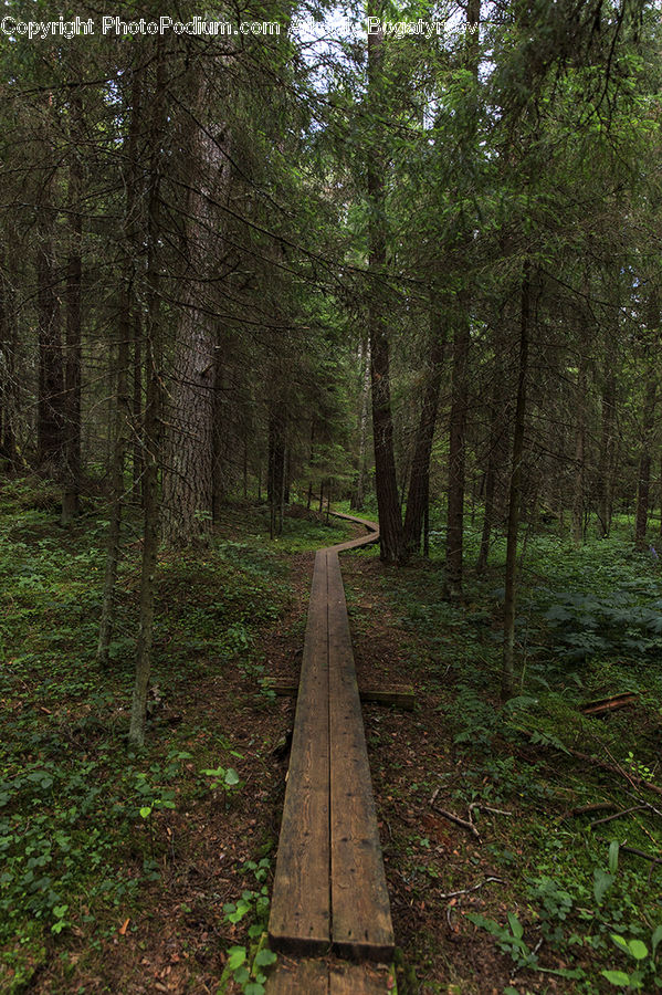Forest, Vegetation, Grove, Land, Path, Road, Walkway