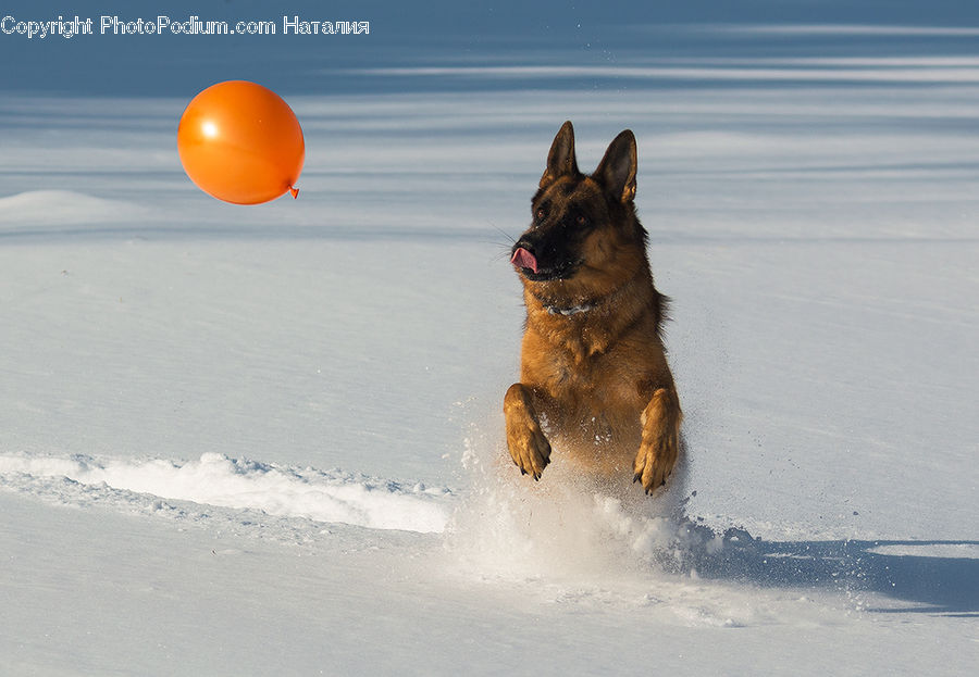 Animal, Canine, Dog, German Shepherd, Mammal, Pet, Leisure Activities