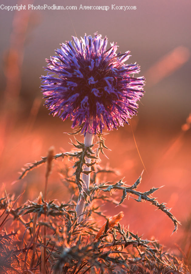 Plant, Weed, Flora, Flower, Thistle, Blossom, Vegetation