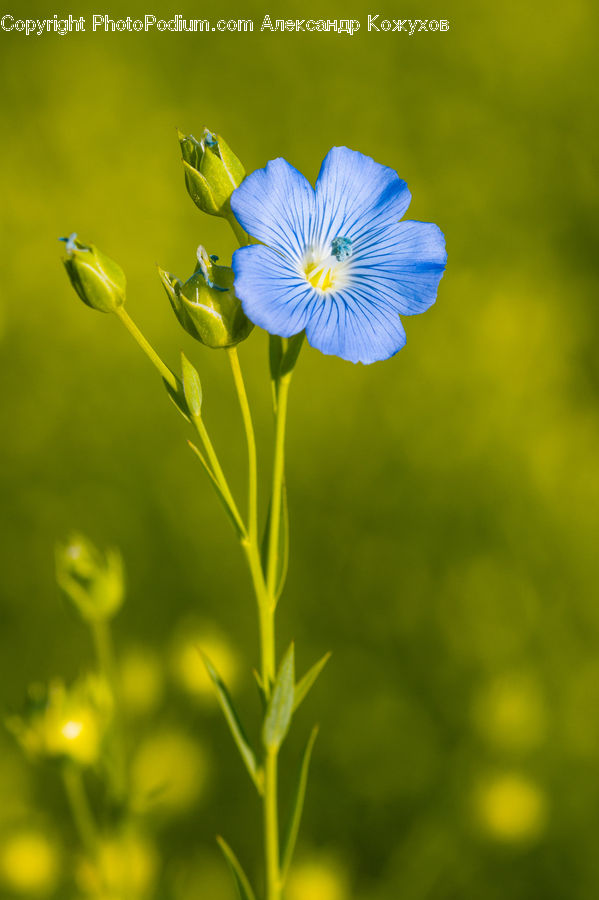 Fiber, Flax, Flora, Flower, Plant, Blossom, Geranium