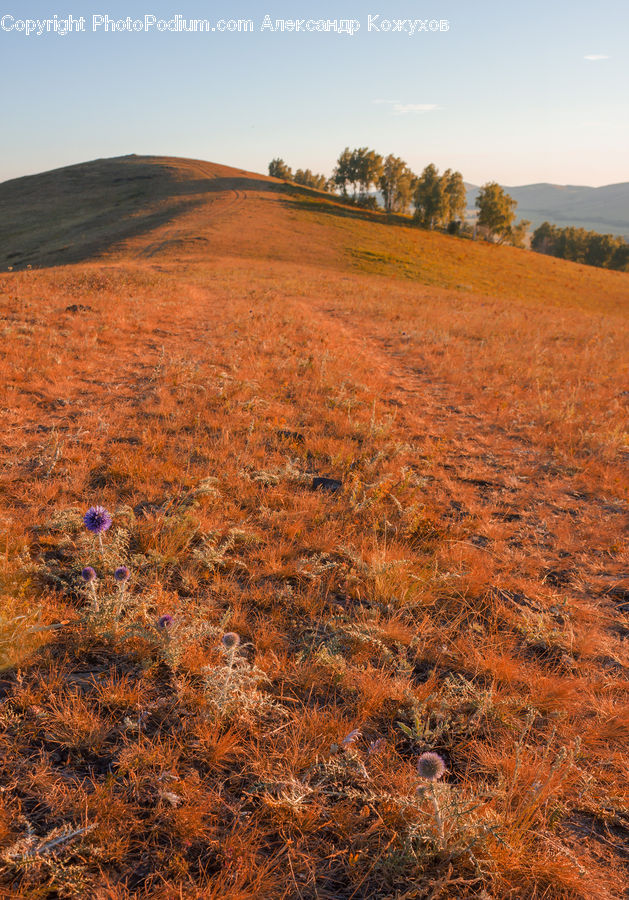 Field, Grass, Grassland, Land, Outdoors, Soil, Mound