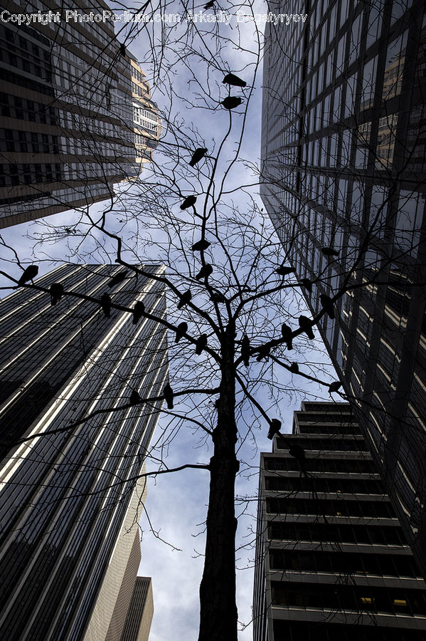 Architecture, Building, City, Downtown, High Rise, Skyscraper, Urban