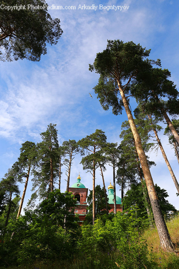 Palm Tree, Plant, Tree, Conifer, Fir, Architecture, Bell Tower