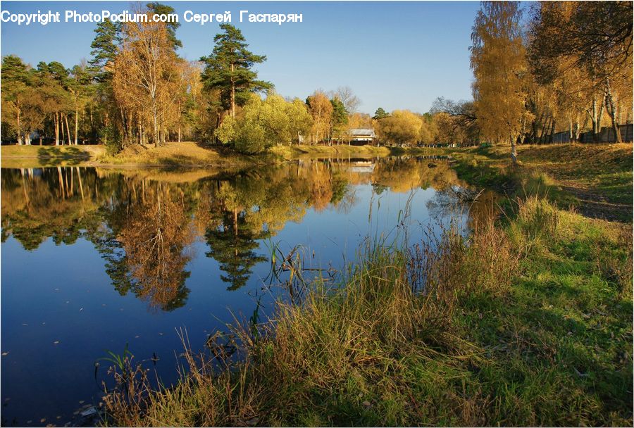 Outdoors, Pond, Water, Field, Grass, Grassland, Plant
