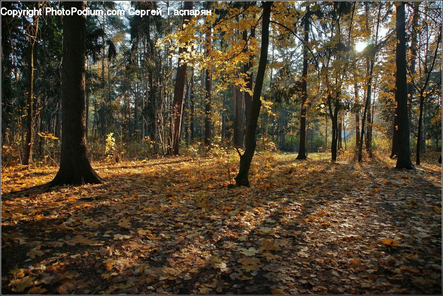 Forest, Vegetation, Grove, Land, Dirt Road, Gravel, Road