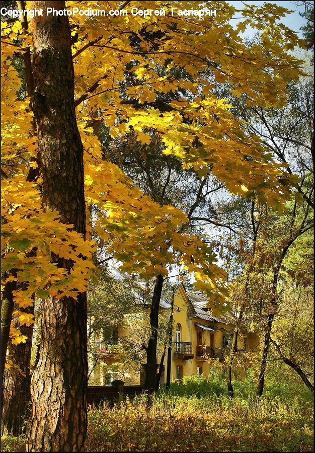 Birch, Tree, Wood, Building, Housing, Villa, Cottage