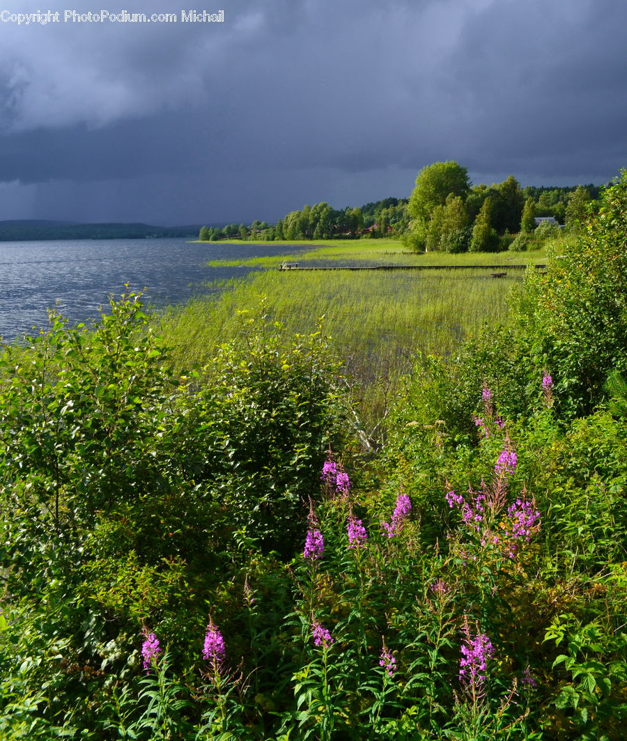 Flora, Flower, Foxglove, Plant, Blossom, Field, Grass