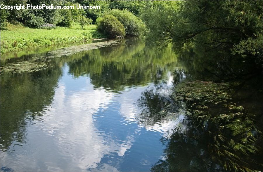 Outdoors, Pond, Water, Conifer, Fir, Plant, Tree
