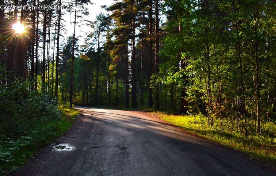 Dirt Road, Gravel, Road, Path, Trail, Walkway, Forest