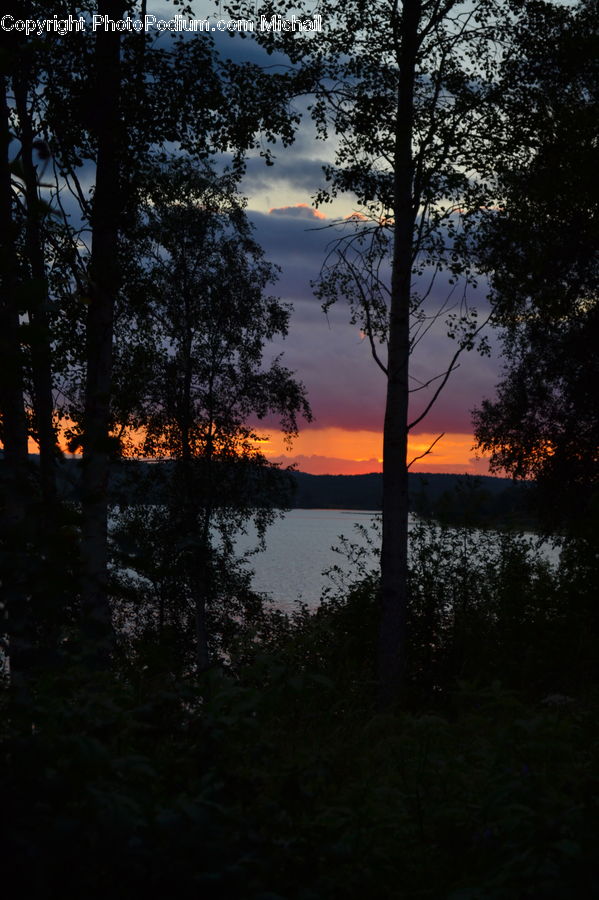 Plant, Tree, Dawn, Dusk, Red Sky, Sky, Sunrise