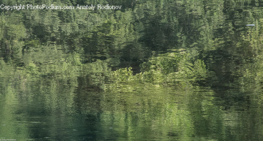 Plant, Tree, Willow, Forest, Vegetation, Conifer, Fir