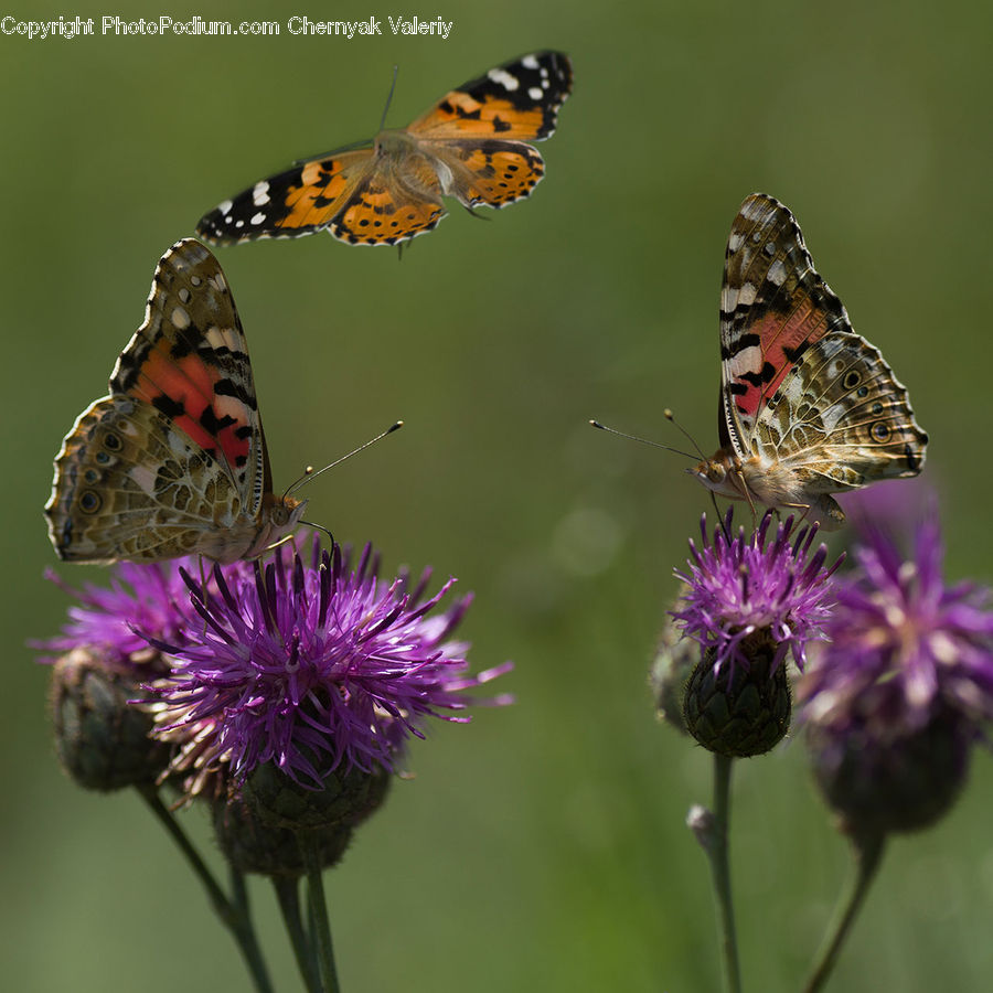 Butterfly, Insect, Invertebrate, Flora, Flower, Plant, Thistle
