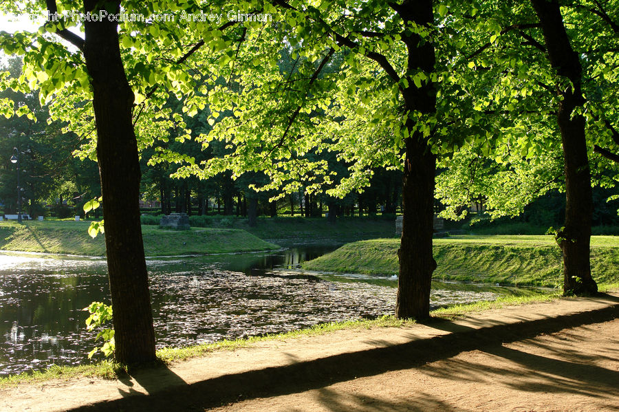 Forest, Jungle, Oak, Tree, Wood, Plant, Rainforest