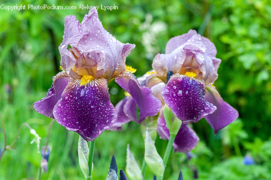 Blossom, Flora, Flower, Plant, Iris, Gladiolus, Crocus