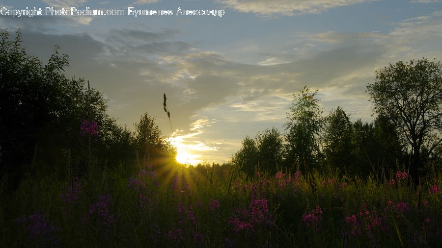 Dawn, Dusk, Sky, Sunrise, Sunset, Blossom, Flora