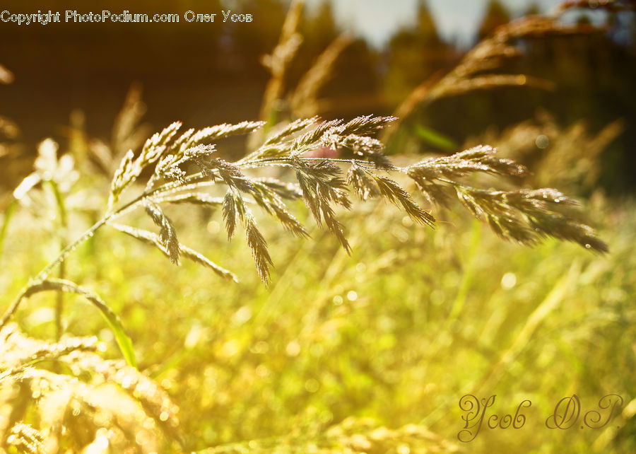 Field, Grass, Grassland, Plant, Grain, Wheat, Moss