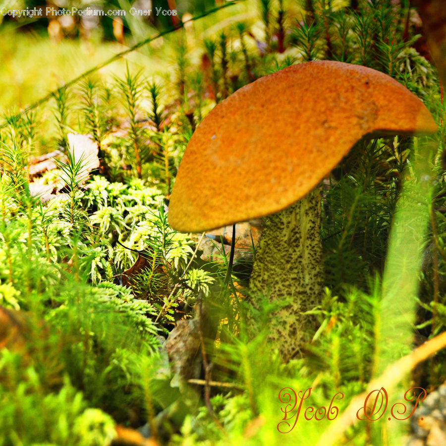 Agaric, Amanita, Fungus, Mushroom, Plant, Moss, Citrus Fruit