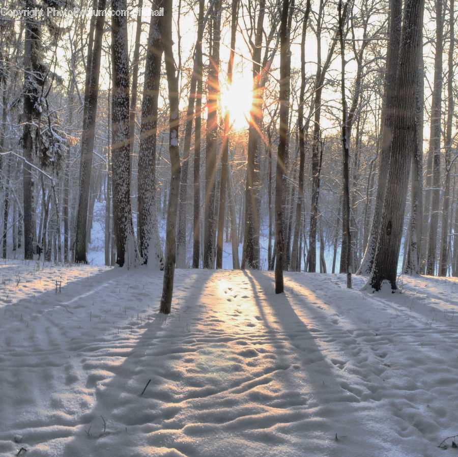 Flare, Light, Sunlight, Forest, Vegetation, Dirt Road, Gravel