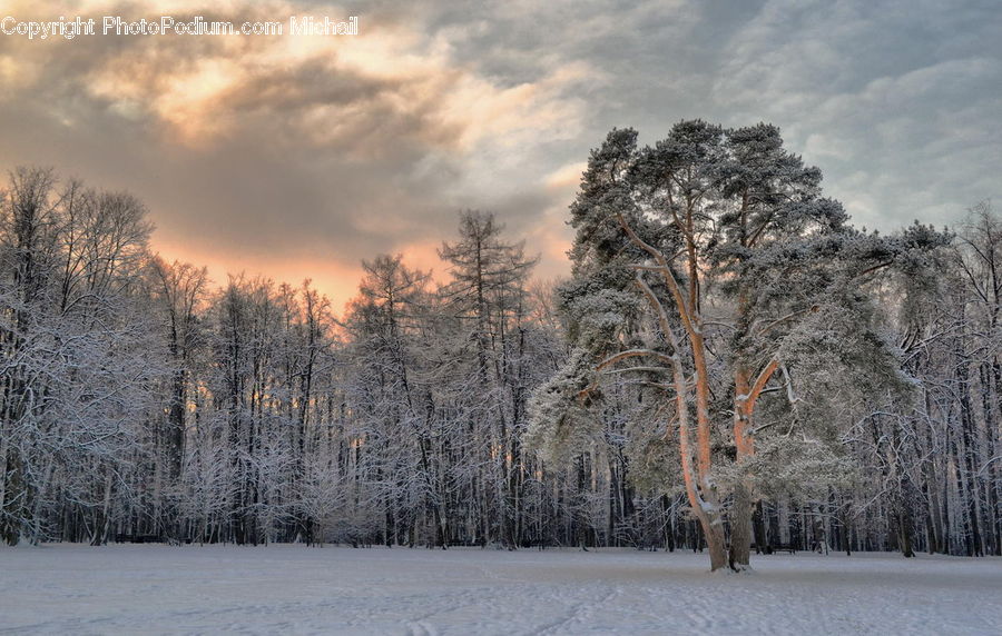 Forest, Vegetation, Birch, Tree, Wood, Conifer, Fir